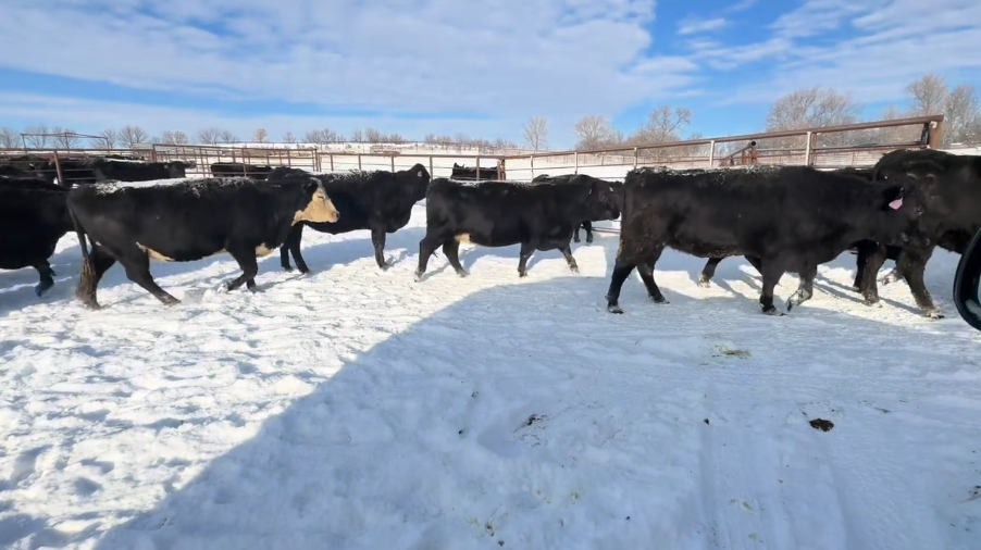 What an opportunity, March for 75 days calving!- BC1208D5